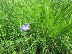 Polemonium caeruleum