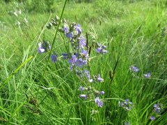 Polemonium caeruleum