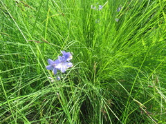 Polemonium caeruleum