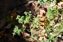 Galium uncinulatum