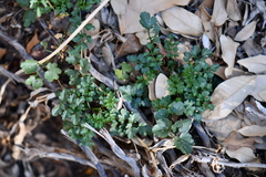 Cardamine macrocarpa