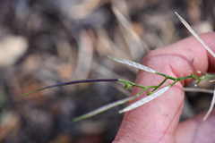 Cardamine macrocarpa