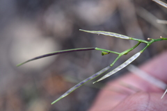 Cardamine macrocarpa