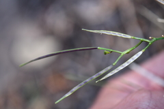 Cardamine macrocarpa