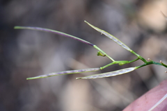 Cardamine macrocarpa