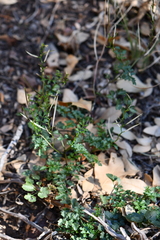 Cardamine macrocarpa