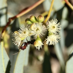 Eucalyptus largiflorens