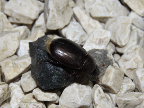 Chalepides