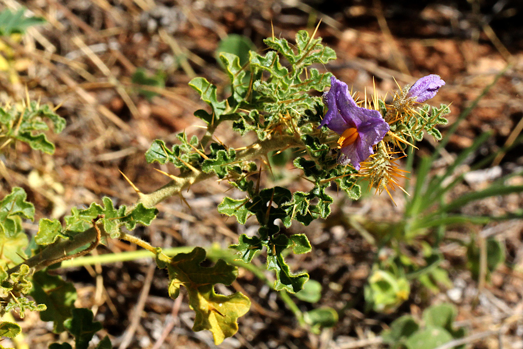 Bush Tomato