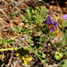 Solanum diversiflorum - Photo (c) Pete Woodall, algunos derechos reservados (CC BY-NC), subido por Pete Woodall