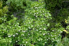 Styrax platanifolius
