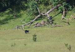 Semnopithecus johnii