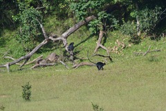 Semnopithecus johnii