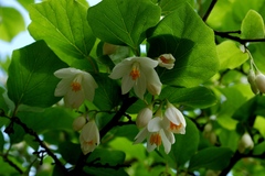 Styrax platanifolius