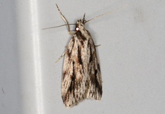 Barea sphaeridias