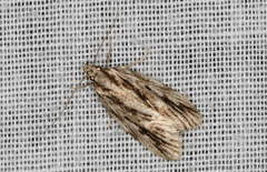 Barea sphaeridias