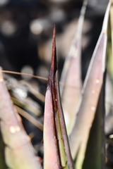 Agave × glomeruliflora