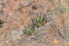 Agave × glomeruliflora