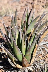 Agave × glomeruliflora