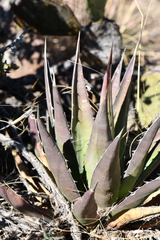 Agave × glomeruliflora