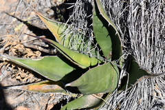 Agave × glomeruliflora