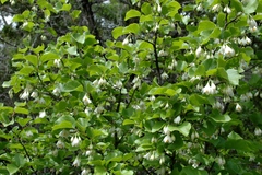 Styrax platanifolius