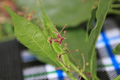 Aucuba chinensis