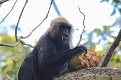 Semnopithecus johnii