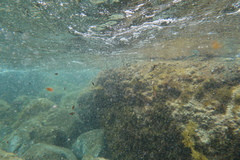 Iso rhothophilus