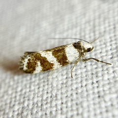 Isomoralla gephyrota