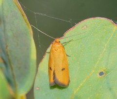 Endeolena aurinatella