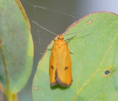 Endeolena aurinatella