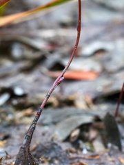 Utricularia lateriflora