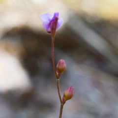 Utricularia lateriflora