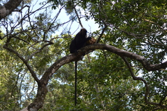 Semnopithecus johnii