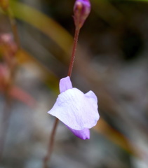 Utricularia lateriflora