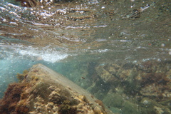 Iso rhothophilus