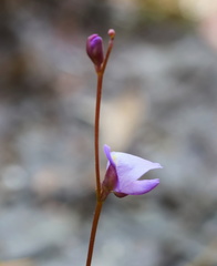 Utricularia lateriflora