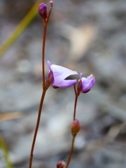 Utricularia lateriflora