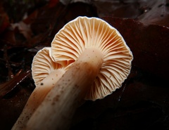 Hygrophorus graveolens