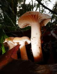 Hygrophorus graveolens