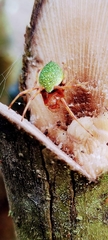 Eriophora nephiloides