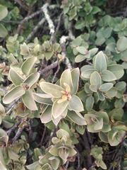 Santalum haleakalae