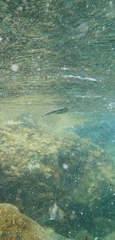 Iso rhothophilus
