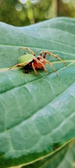 Eriophora nephiloides