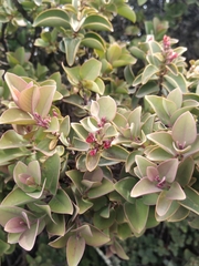 Santalum haleakalae