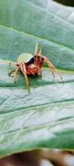 Eriophora nephiloides