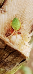 Eriophora nephiloides