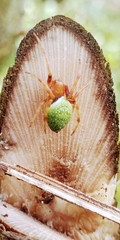 Eriophora nephiloides