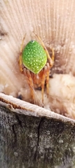 Eriophora nephiloides
